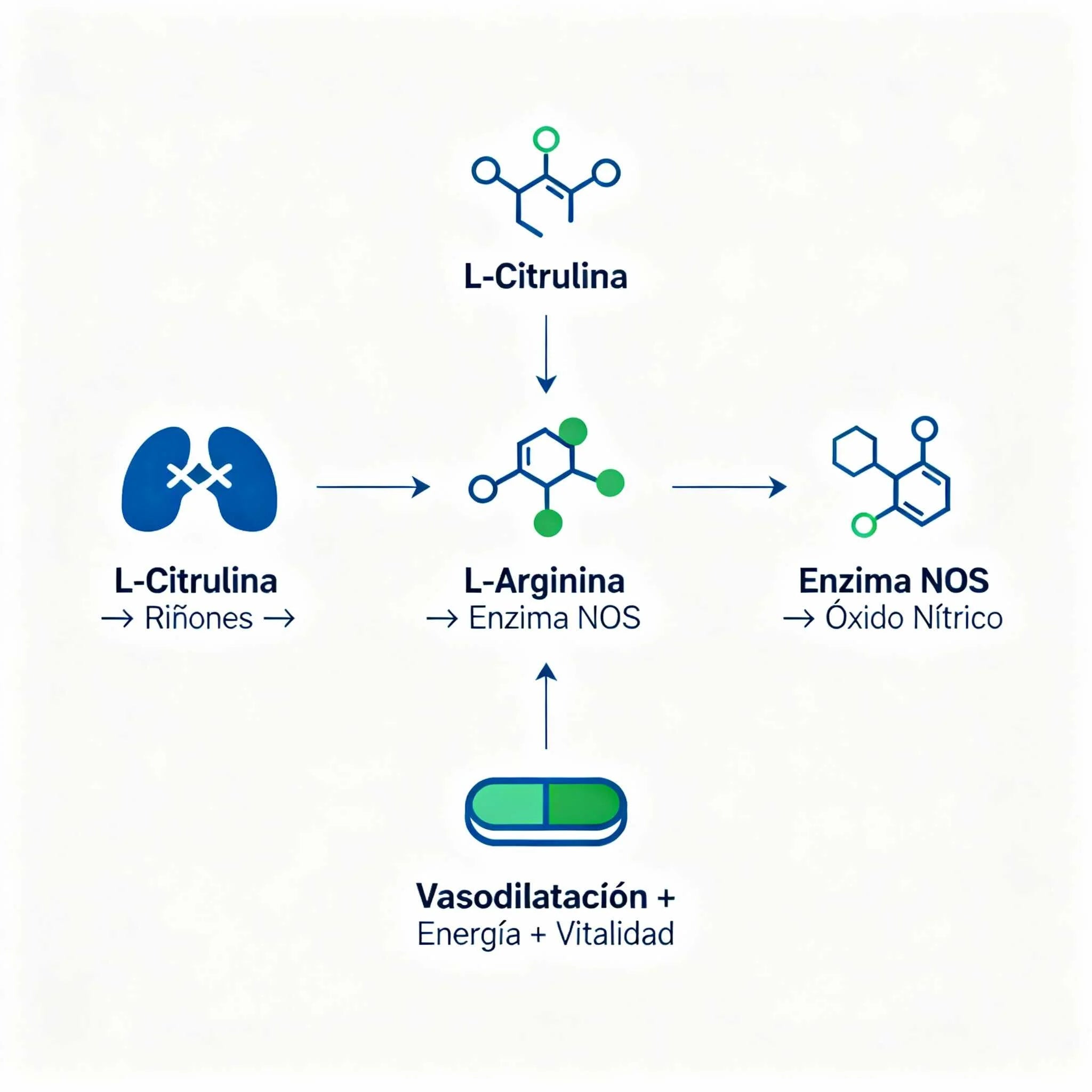Óxido Nítrico PotenciaMax™